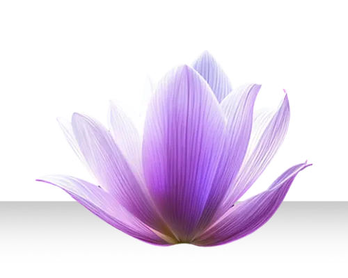 Fleur rose arrêtée dans le temps, assurance vie