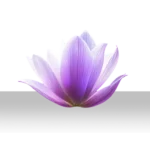 Fleur rose arrêtée dans le temps, assurance vie (petit icon)