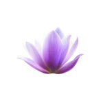 Fleur rose arrêtée dans le temps, assurance vie (petit icon)